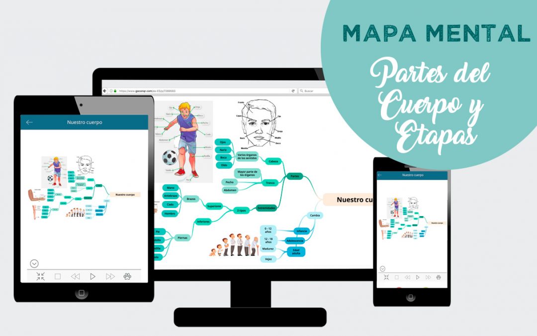 Partes del cuerpo y etapas